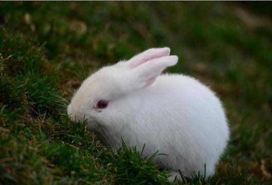 博鱼体育app官网下载-
三只小兔子 哪一只最可爱？测你最容易陷入什么危机中